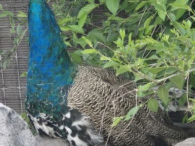 Peacocks