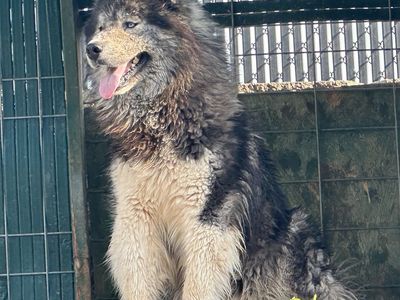 Siberian Husky (Woolly coat)