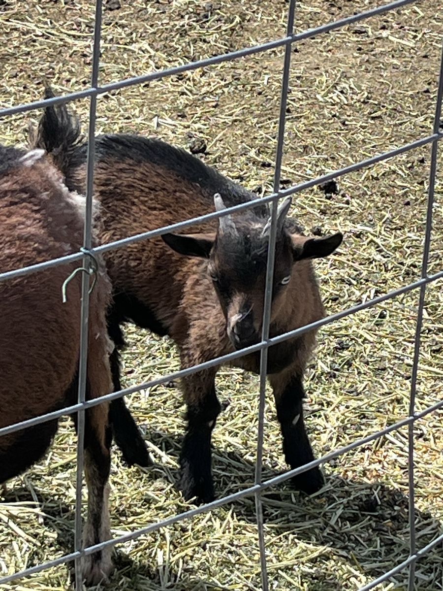 Blue Eyed Nigerian Buckling