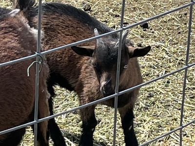 Blue Eyed Nigerian Buckling