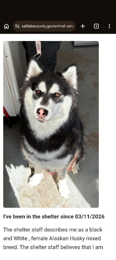 Found Dog (Husky Girl)