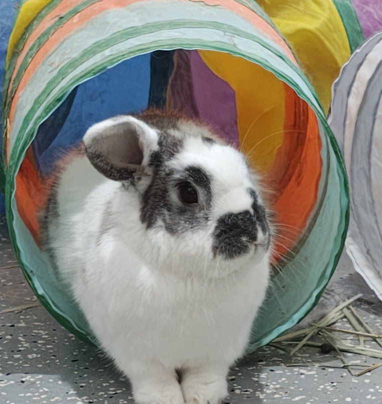 Benny the Bunny, Neutered Male