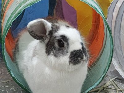 Benny the Bunny, Neutered Male