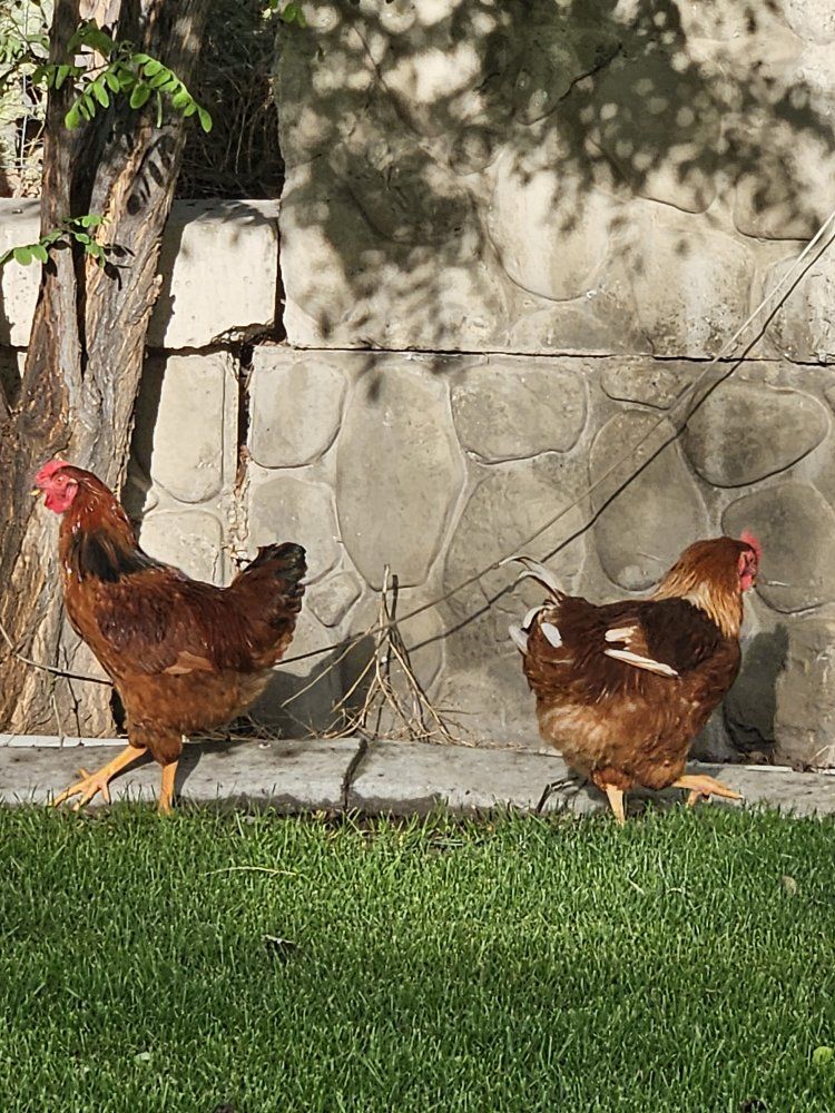Roosters for sale