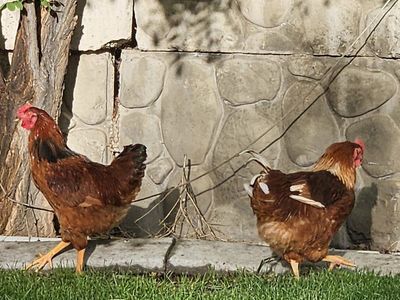 Roosters for sale