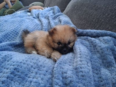 Akc male teacup pomeranian puppy