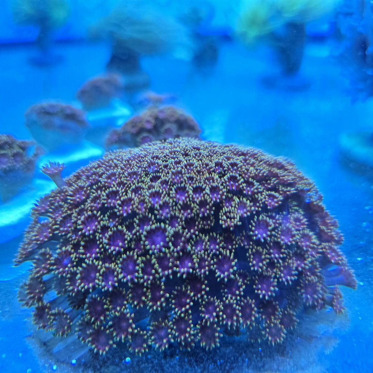 TCK Rainbow Goniopora Frags