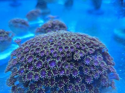 TCK Rainbow Goniopora Frags