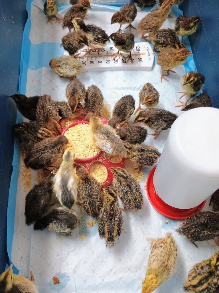 Coturnix quail chicks 1 week old
