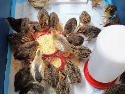 Coturnix quail chicks 1 week old