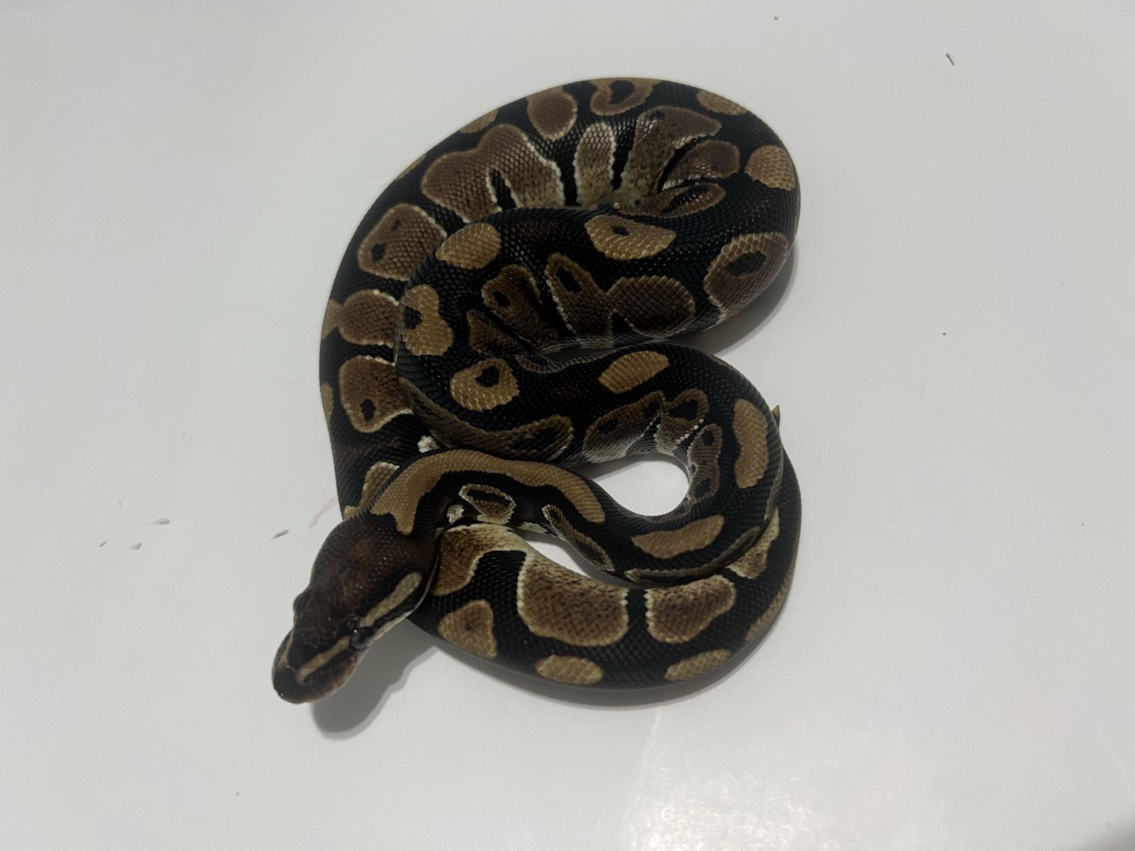Ball Python Pet Reptile #22