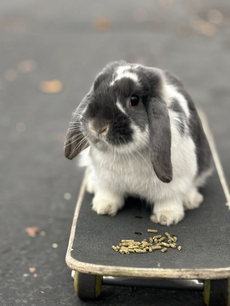 Holland Lop Bunny
