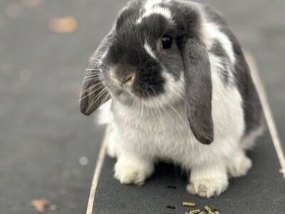 Holland Lop Bunny