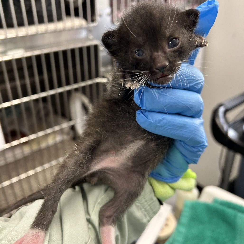 Hello my name is Huntington