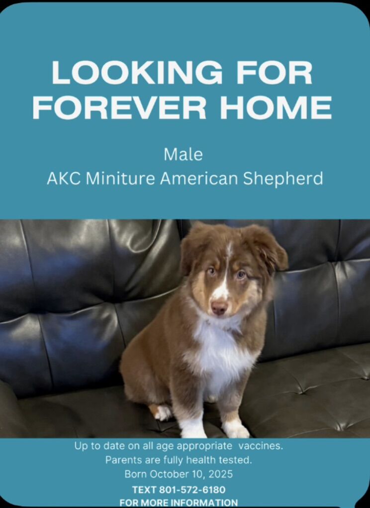 Akc Miniature American Shepherd Male