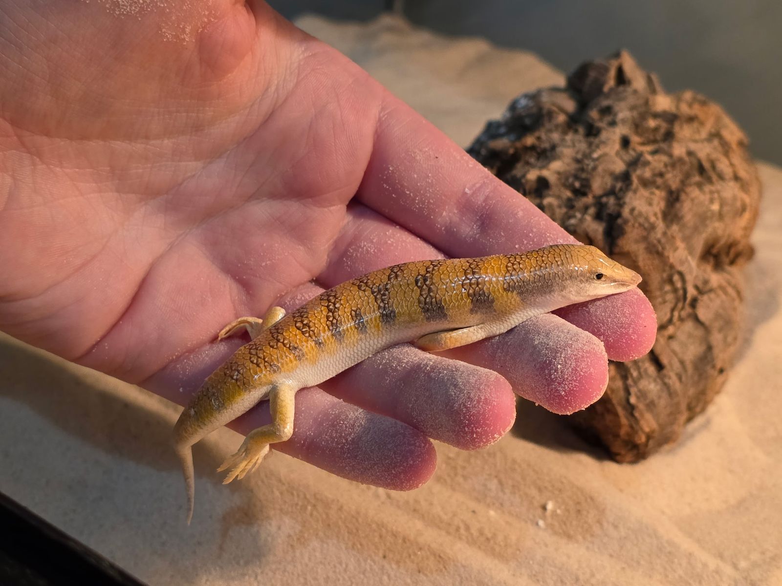 Sandfish Skinks
