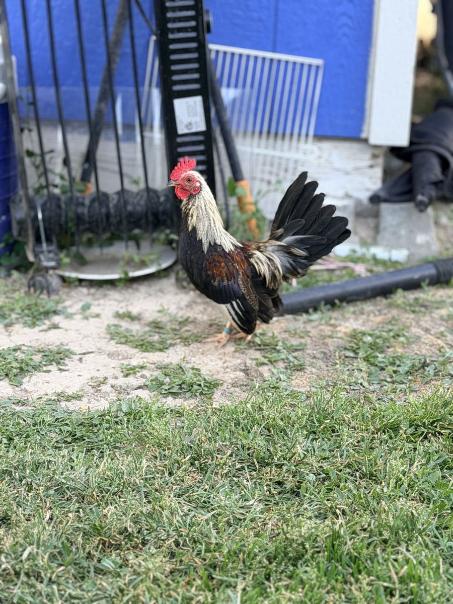 Bantam/Phoenix Rooster - Young Male with Beautiful Plumage