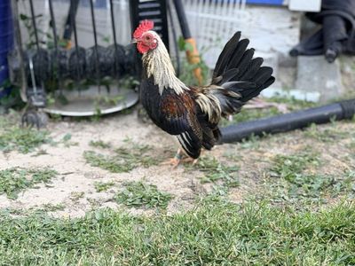 Bantam/Phoenix Rooster - Young Male with Beautiful Plumage