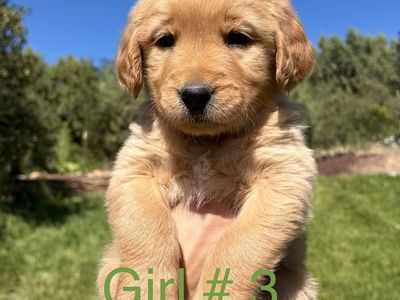 Beautiful, Healthy purebred Golden Retriever puppies 600.00