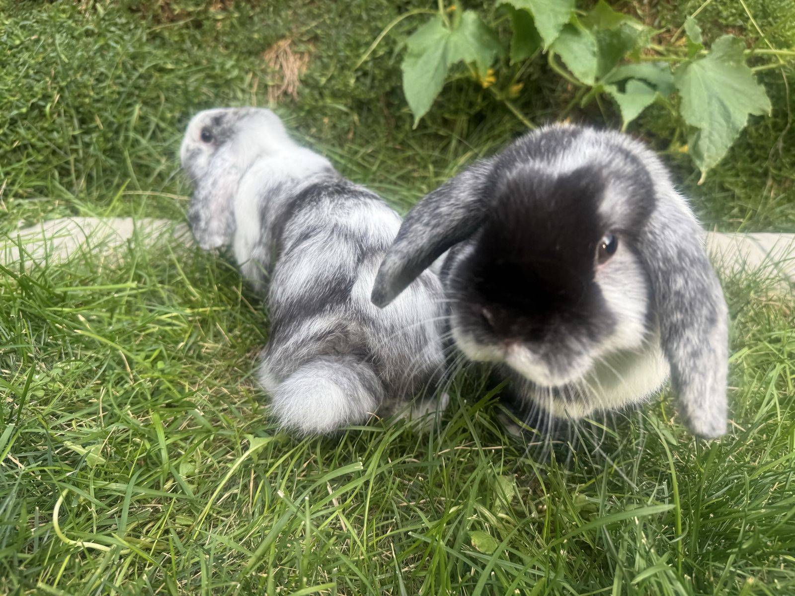 Holland lop bonded pair of sisters