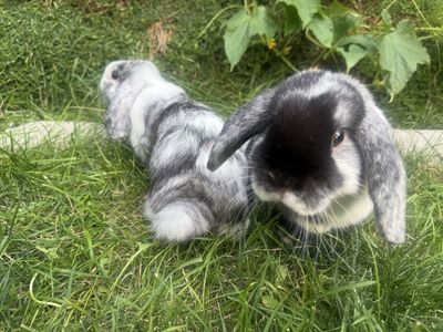 Holland lop bonded pair of sisters