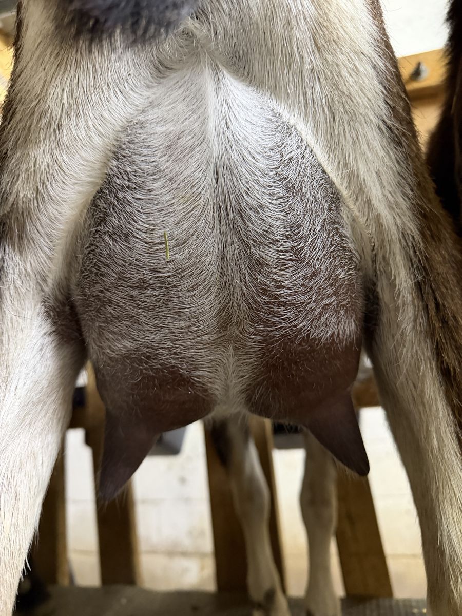 Adga Registred Yearling Lamancha