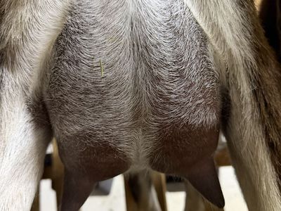 Adga Registred Yearling Lamancha