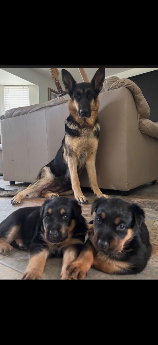 German Shepard mix Rottweiler puppies 