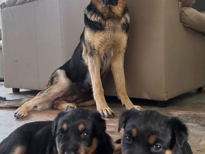 German Shepard mix Rottweiler puppies