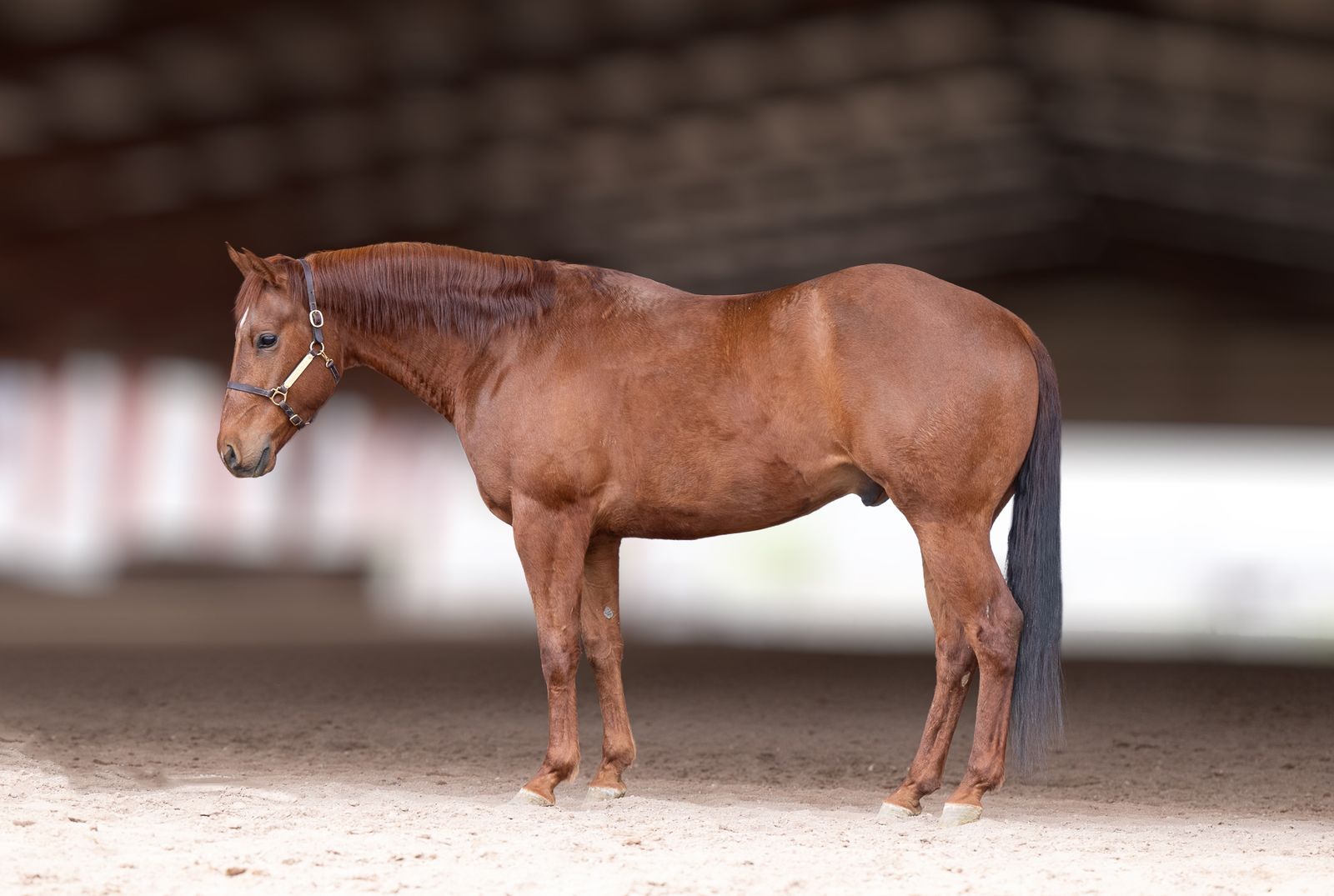 Rusty - 4 Year Old Gelding