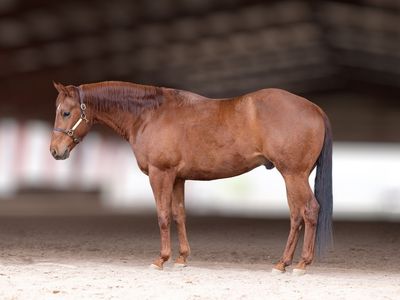 Rusty - 4 Year Old Gelding