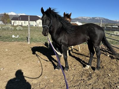 3 Year Of Grade Stud