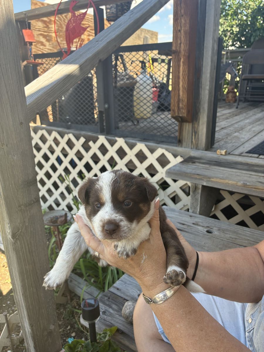 Blue healer,\Australian Shepherd