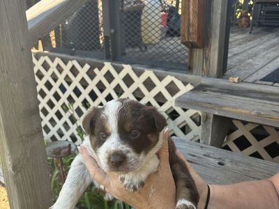 Blue healer,\Australian Shepherd