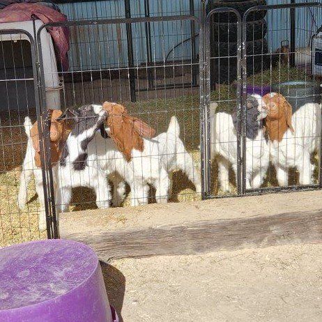Boer wethers gaining fast!