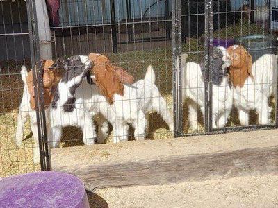 Boer wethers gaining fast!