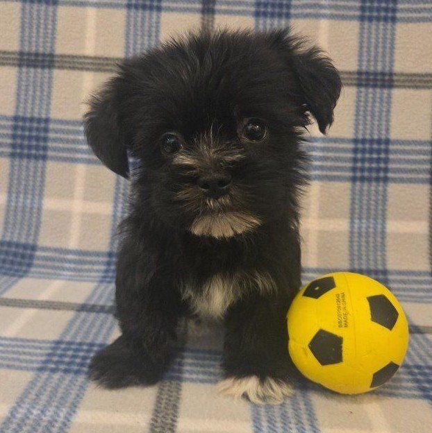 Sweet Shorkie Puppies