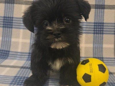 Sweet Shorkie Puppies