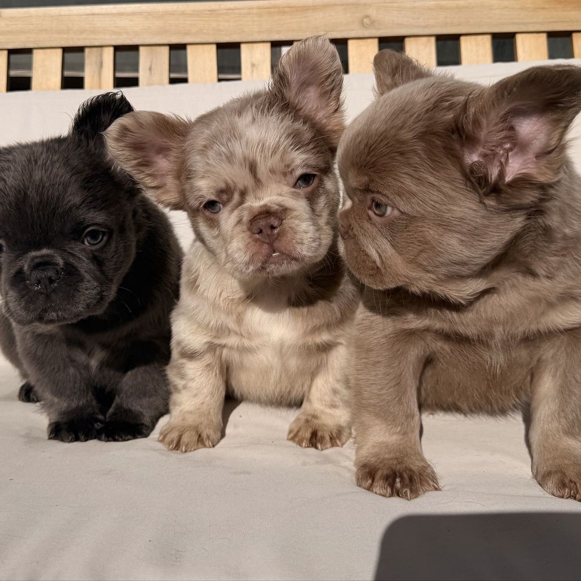 Fluffy French bulldogs