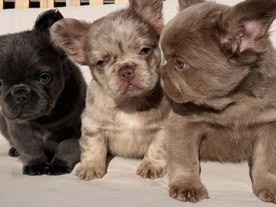 Fluffy French bulldogs