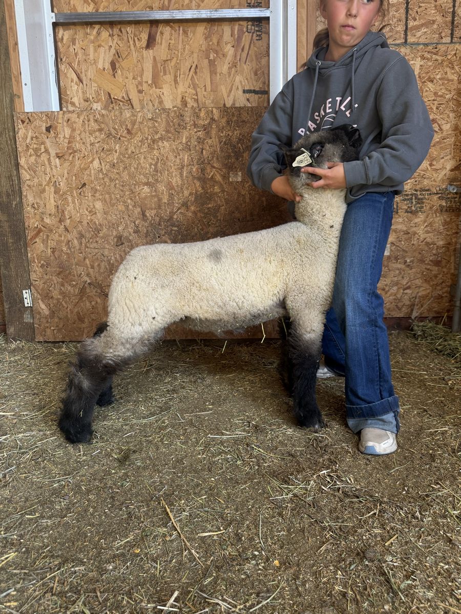 Show Lambs