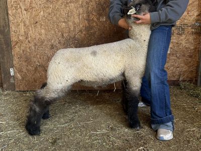 Show Lambs