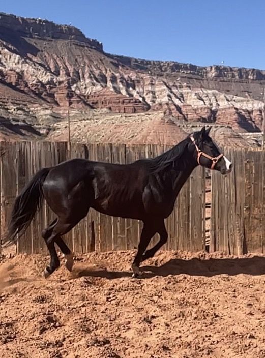 2021 AQHA Black Gelding