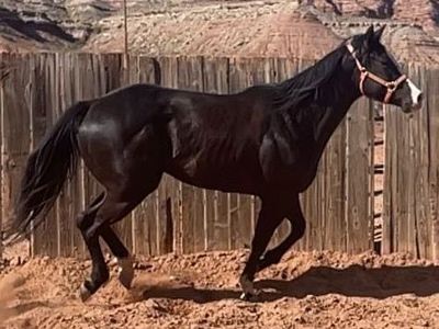 2021 AQHA Black Gelding