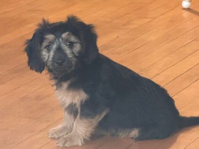 Mini Dachshund-Chihuahua