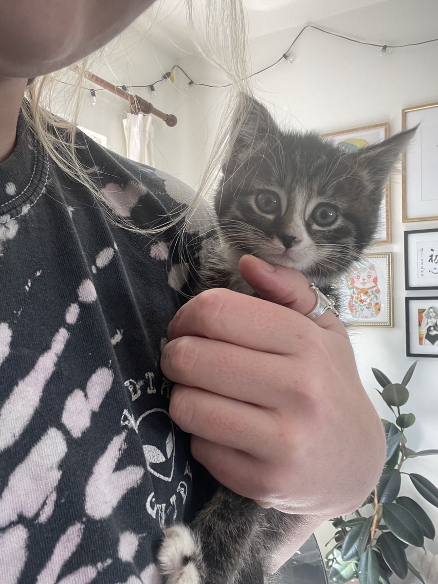 9 week old kitten