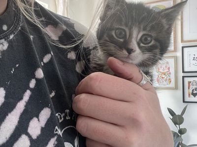 9 week old kitten