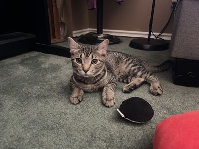 Meet Clarabelle: Your Future Purr Machine!