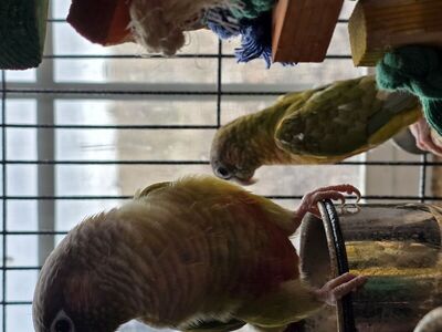 Green Cheek Conures