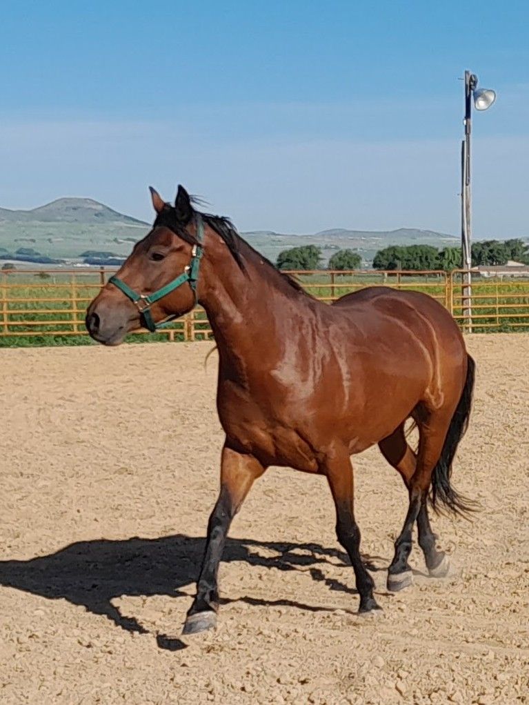 A Mustang With Great Potential!